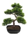 Pine bonsai, 50cm