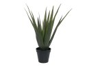 Aloe-Vera Pflanze, 60cm