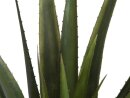 Aloe vera plant, 60cm