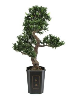 Bonsai podocarpus, 80cm