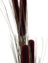 Reed grass cattails, dark-brown, 152cm