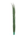 Reed grass, dark green, 127cm