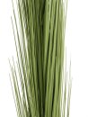 Reed grass, light green, 127cm