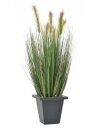 Moor-grass in pot, 60cm