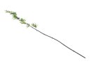 Bamboo tube with leaves, 180cm, sixpack