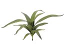 Aloe (EVA), grün, 66cm