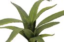 Aloe (EVA), green, 66cm