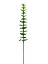Kristalleucalyptus, grün, 81cm, 12Stk.