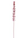 Kristalleucalyptus, burgund, 81cm, 12Stk.