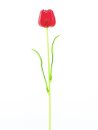 Crystal tulip, red 61cm 12x
