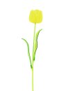 Crystal tulip, yellow 61cm 12x