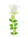 Crystal rose, white 81cm 12x