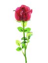 Crystal rose, burgundy 81cm 12x