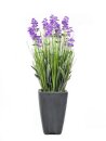 Lavendel, lila, im Dekotopf, 45cm