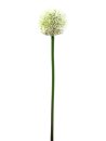 Alliumzweig, cremefarben, 55cm