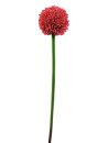 Allium spray, red, 55cm