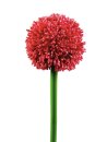 Allium spray, red, 55cm
