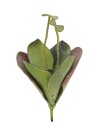 Seerose (EVA), geschlossen, grün, 45cm