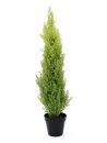 Cypress, Leyland, 90cm