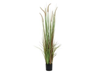 Fountain grass, 120cm