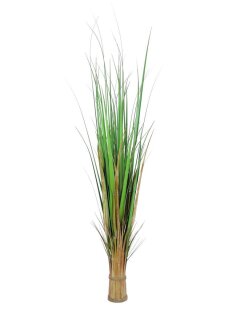 Fox grass, 150cm