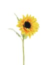 Sunflower, 70cm