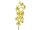 Cymbidium spray, yellow, 90cm