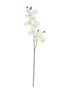 Orchid spray, cream-white, 100cm