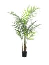 Areca palm with big leaves, 125cm
