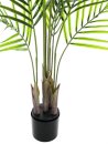 Areca palm with big leaves, 125cm