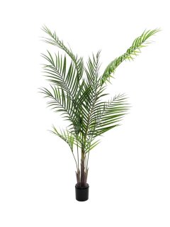 Großblatt-Areca, 165cm