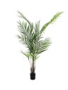 Areca palm with big leaves, 165cm