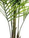 Großblatt-Areca, 165cm