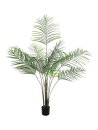 Areca palm with big leaves, 185cm