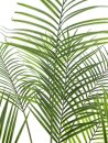 Areca palm with big leaves, 185cm