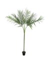 Areca Palm with big leaves, 180cm