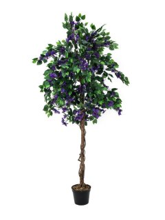 Bougainvillea, lavender, 150cm