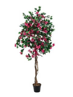 Bougainvillea, rot, 150cm