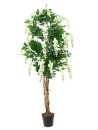 Goldregenbaum, weiß, 150cm