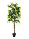 Goldregenbaum, gelb, 180cm