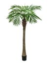 Phoenix palm tree luxor, 210cm