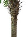 Phoenix palm tree luxor, 240cm