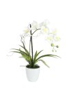 Orchid arrangement 1