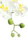 Orchid arrangement 1