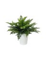 Fern bush in pot, 51 leaves, 48cm