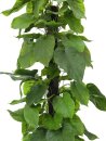 Pothos plant, 180cm