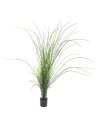 Reed grass. 145cm
