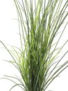 Reed grass. 145cm