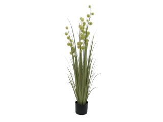 Allium Grass, 122cm
