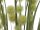 Allium Grass, 122cm